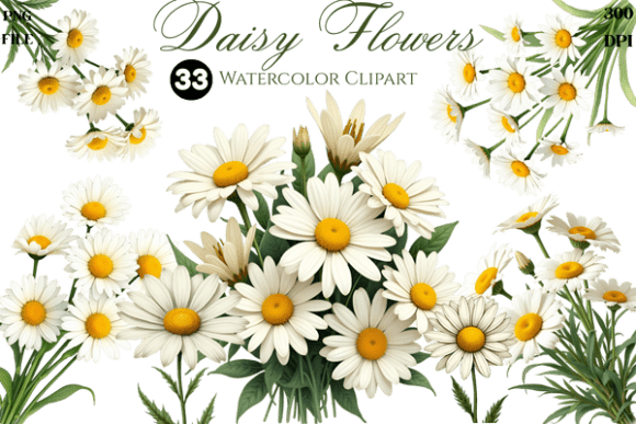 Watercolor Daisy Flowers Cliparts Bundle